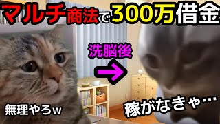 【実体験】マルチ商法で300万円の借金を背負った話 猫ミーム 猫マニ [upl. by Amerak]