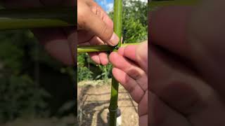 How to Secure Bamboo with Zip Ties—Simple and Effective knottingknottying [upl. by Bjorn]