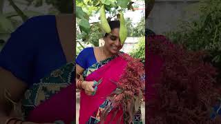 RED AMARANTH విత్తనాలు FLOWER VASE లాగా ఉన్నాయి  Vijayalifestyleshorts [upl. by Freyah782]