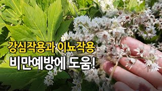 심장 튼튼 이뇨작용 비만예방에 도움 돌단풍  Korean Spring herbsmaple leaf mukdenia [upl. by Lennahs946]