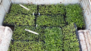 How to Harden off Seedlings [upl. by Jorgensen]