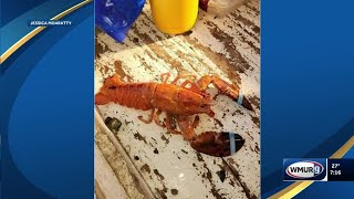 Orange lobster caught off Hampton Beach [upl. by Einnalem97]