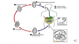 Lecture 7 Medical Helminthology Phylum Nematoda [upl. by Adniles263]