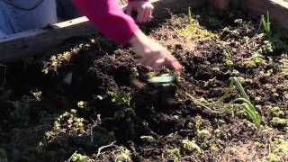 Use of a Garden Hand Cultivator  Great Gardening Advice [upl. by Adahsar15]