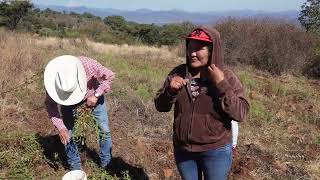 ASI SE CULTIVA EL CACAHUATE O MANÍ parientesdelrancho [upl. by Rodrick]