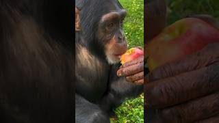 Limbani the Chimpanzee enjoying an 🍎 [upl. by Colligan]