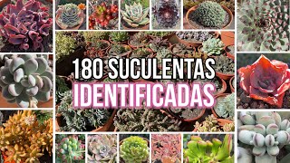 180 SUCULENTAS IDENTIFICADAS  Nombres Cientificos [upl. by Jenkel568]