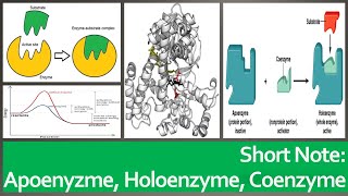 Apoenzyme Cofactors Coenzymes and Holoenzymes quotShort Note  2minsquot [upl. by Corb]