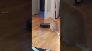 Roomba vs cat [upl. by Yelmene]