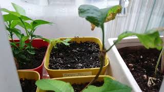 Empress Tree Update 1  Paulownia Tomentosa from Seed after 23 Months [upl. by Cooe]