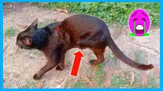 A Black Helpless Cat Seen On The Street Had One Leg Amputated  Black Cat  মেউ [upl. by Ardnnek]