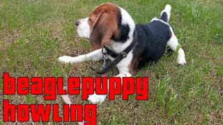 beagle puppy howling 🐶 youtube youtuber [upl. by Nosyk100]