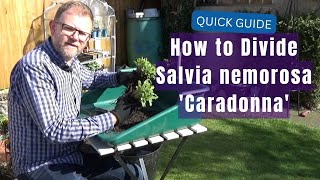 How to Divide Salvia nemorosa Caradonna  Propagating Hardy Perennial Salvias  Gardening Tips [upl. by Hillyer]