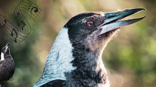 Magpie Baby Best Warbling Sounds  Talking Calling Singing 🎵 [upl. by Bartlet38]