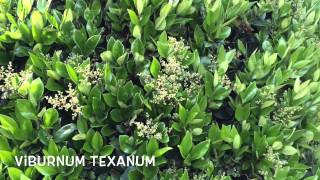 Ligustrum texanum Garden Center online Costa Brava  Girona [upl. by Novia721]