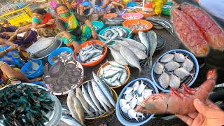 Dabhol Fish Market  fish auction  Dapoli Tourist Places kokan fishing marathi vlog [upl. by Lzeil]