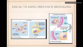 Cell Signaling Basics [upl. by Ursulette]