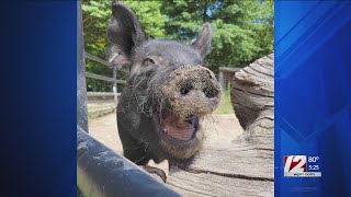 Buttonwood Park Zoo mourns loss of guinea hog [upl. by Ecniv273]