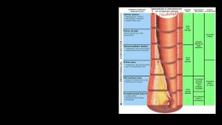 Pathophysiology of Cerebrovascular Accidents [upl. by Horodko84]