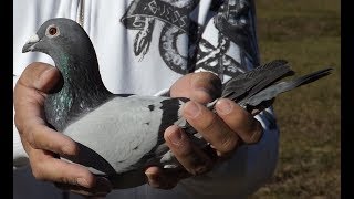 350 Miles GHC Classic Pigeon Race  Full Event [upl. by Toogood]