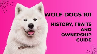 Wolf Dogs 101 History Traits and Ownership Guide [upl. by Buller]