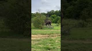 A rare scene  A giant Tusker at Udawalawa National Park [upl. by Arak701]