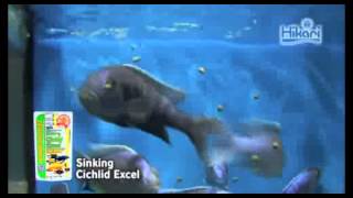 Sinking Cichlid Excel 【KYORINHIKARICichlid Diets】 [upl. by Eelydnarb]