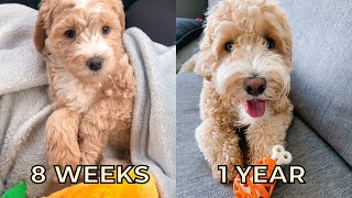 LABRADOODLE PUPPY TO FULL GROWN  8 weeks to 1 year  래브라두들 강아지 1년 성장과정 폭풍성장 [upl. by Pacheco]