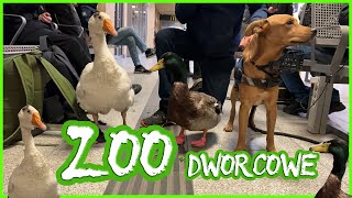 Pies pilnuje kaczki i gęsi 🐶 Kaczor na feriach zimowych 🦆 Dworcowe ZOO w Poznaniu 🪿 [upl. by Barber475]