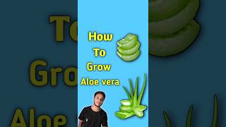 Aloevera plant ☘️  mini vlog day  14  shorts minivlog alovera [upl. by Leela]