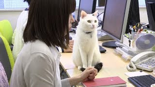 会社でも一緒に過ごせる「猫同伴」のオフィス [upl. by Itaws]