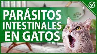 🐱 Parásitos Intestinales en Gatos  Prevención y Remedios Caseros 🐱 [upl. by Anesor]