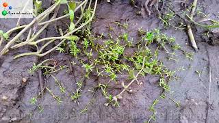 Found new carpeting plant from India amp other native aquarium plants  aqua adventure [upl. by Mikaela]