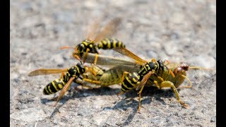 Wasp Eat Insects [upl. by Kitchen]