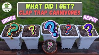 Venus Flytrap Unboxing amp Repotting From Clap Trap Carnivores [upl. by Siraval]