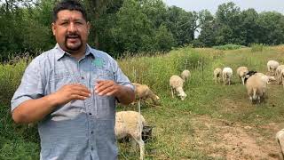 Pastoreo Rotativo de Ovejas  Rotational Grazing Sheep [upl. by Ahsener]