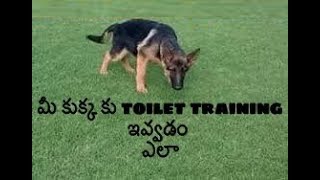 How to potty train your Dog and Puppy in Telugu  Taju logics [upl. by Flanna]