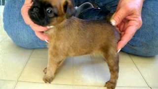 brussels griffon puppies 5 weeks old [upl. by Haym]