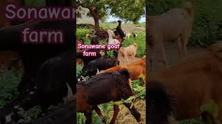 sonawane goat farm 🐐🌿 farming bitalbakri sorts viralshorts trending [upl. by Ellehs15]