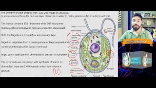 Chlamydomonas  Structure Reproduction Life cycle [upl. by Fara]