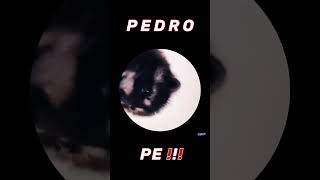 Pedro Pedro Pedro  TikTok Remix [upl. by Mitman]