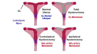 VET ENDO  Luteal Phase Part I  2023 [upl. by Faun]