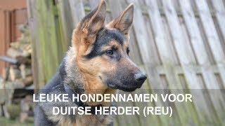 Leuke hondennamen voor Duitse herder reu [upl. by Federico653]