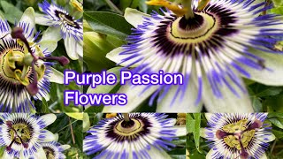 Passion Flower Perfection Septembers Blooming Beauty  Best  2024 [upl. by Lauhsoj259]