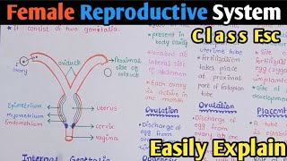 Female Reproductive System  Fallopian Tube  Uterus  Oogenesis  Class 12 Biology [upl. by Ehc957]