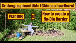 How to create a NoDig Border amp Planting Crataegus pinnatifida Chinese hawthorn  more [upl. by Johen]