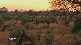 Botswana intense et sauvage  Échappées belles [upl. by Grimaldi]