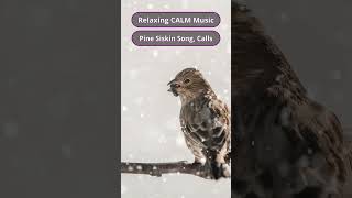 Relaxing CALM Music  Pine Siskin Song Calls bird Pinesiskin birds call nature [upl. by Nylzor64]