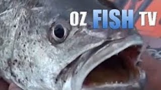 Oz Fish TV  Landbased Mulloway in Melbourne [upl. by Elacsap]