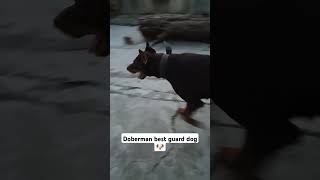 doberman pinscher barking doberman pinscher guard dog dobbermanShorts🐕 [upl. by Ahsiekim]